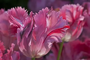 Storage: Parrot tulip Fantasy in bloom in a garden