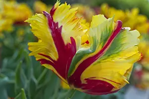 Storage: Parrot tulip Flaming Parrot in bloom in a garden