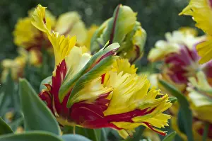 Storage: Parrot tulip Flaming Parrot in bloom in a garden