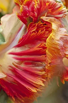 Storage: Parrot tulip Parrot King in bloom in a garden