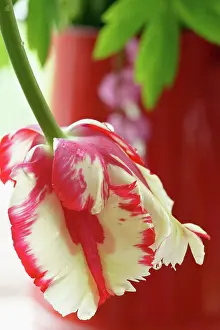 Unhappy: Parrot tulip, Tulipa Estella Rynveld, Red and white fringe