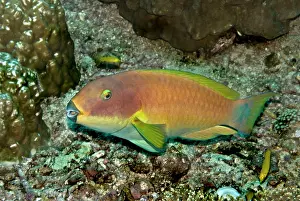 Scarus: Parrotfish