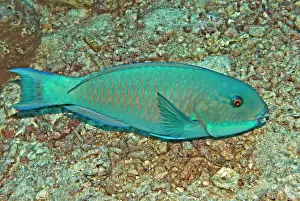 Scarus: Parrotfish