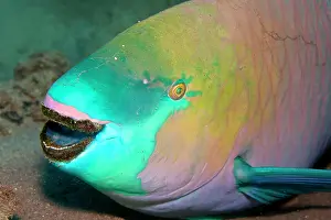 Scarus: Parrotfish - with algae-filled teeth