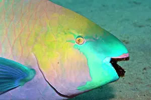 Scarus: Parrotfish - with algae-filled teeth