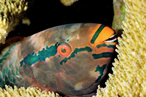 Scarus: A Parrotfish - asleep at night