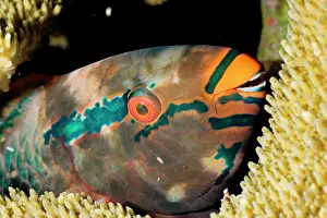 Scarus: A Parrotfish - asleep at night