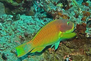 Chlorurus: Parrotfish - Carrying away a piece of what looks
