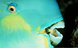 Mouths: PARROTFISH - close up of mouth and eye