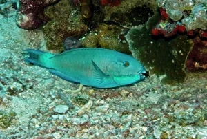 Fetal: Parrotfish - excreting fetal matter