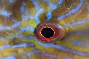 Band: Parrotfish eye