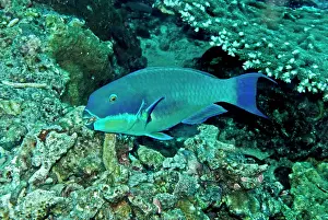 Scarus: Parrotfish - male