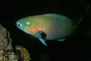Releasing: Parrotfish - A male Parrotfish releasing sand from