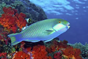 Shimlock: Parrotfish, Raja Ampat Islands, Irian Jaya