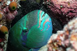 Bubbles: Parrotfish (Scaridae sp.), asleep in protective