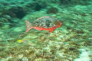 Surin: Parrotfish, scuba diving at Richelieu Rock