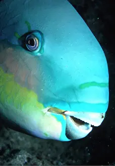 Valerie & Ron Taylor: PARROTFISH - sleeping, close up of head