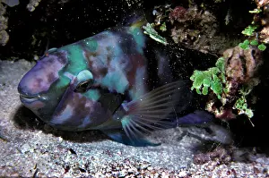 Scarus: Parrotfish - sleeping in the safety of it's sand