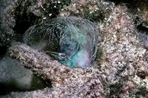 Scarus: Parrotfish - sleeping in the safety of its sand
