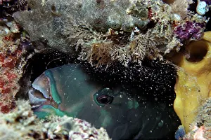 Scarus: Parrotfish - sleeping in the safety of its sand