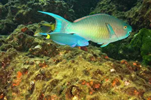 Surin: Parrotfish & Wrasse, scuba diving at Richelieu