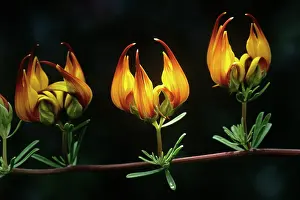 Lotus: Parrot's Beak
