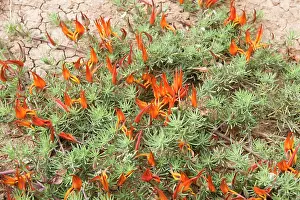 Trefoil: Parrot's Beak Winged Pea / Double Bird's-Foot-Trefoil