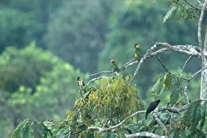 Cotingidae: Parrots and Crow in Ecuador