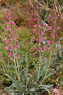 Parryi: Parry's Penstemon / Parry's Beardtongue / Desert Penstemon