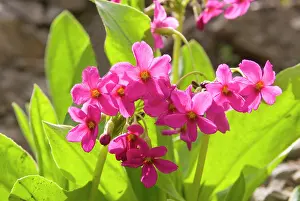 Primrose: Parry's Primrose, Mount Timpanogas Wilderness