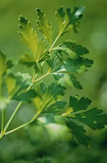 Petroselinum: Parsley