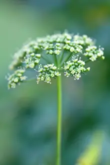 Petroselinum: Parsley