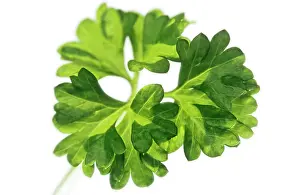Petroselinum: Parsley