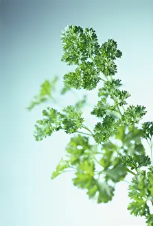 Turnip: Parsley
