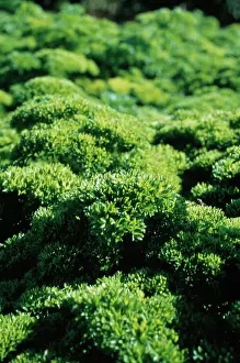 Turnip: Parsley