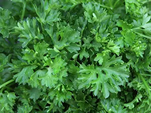 Cooking: Parsley