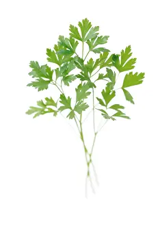 Smell: Parsley