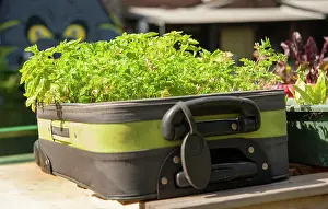 Parsley: Parsley, Curly parsley, Petroselinum crispum and