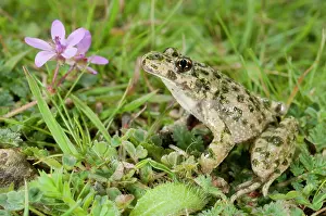 Punctatus: Parsley Frog