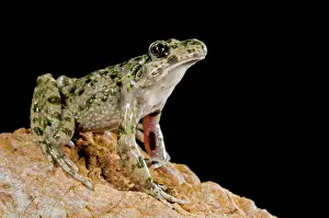 Punctatus: Parsley Frog