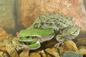 Punctatus: Parsley Frog and Stripeless Tree Frog (Hyla meridionalis)