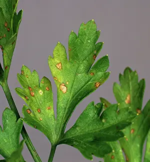 Parsley: Parsley leaf spot