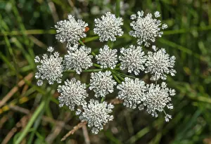 Oenanthe: Parsley water-dropwort, Oenanthe lachenalii, in