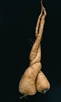Combined: Parsnip