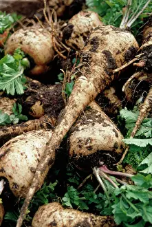 Parsnip: Parsnip