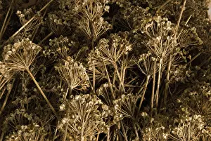 Collected: Parsnip
