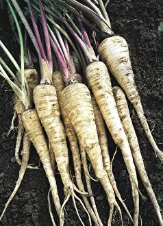 Parsnip: Parsnip