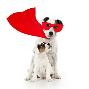 Mask: Parson Jack Russell Terrier Dog adult wearing
