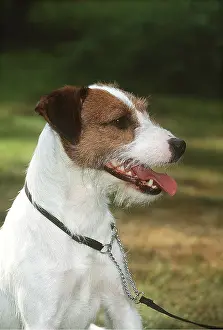 Russell: Parson Jack Russell Terrier DOG - wearing choke chain collar