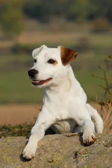 Parson: Parson Jack Russell Terrier, lying